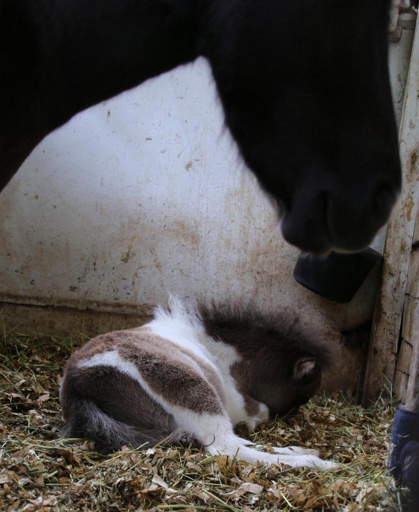 Cannoli takes an afternoon nap while Snickers stands guard. (Julie June Stewart photo)